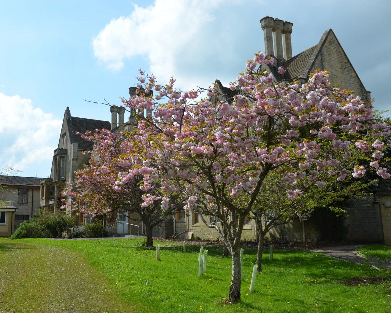 Blossom copy Cirencester Hospital